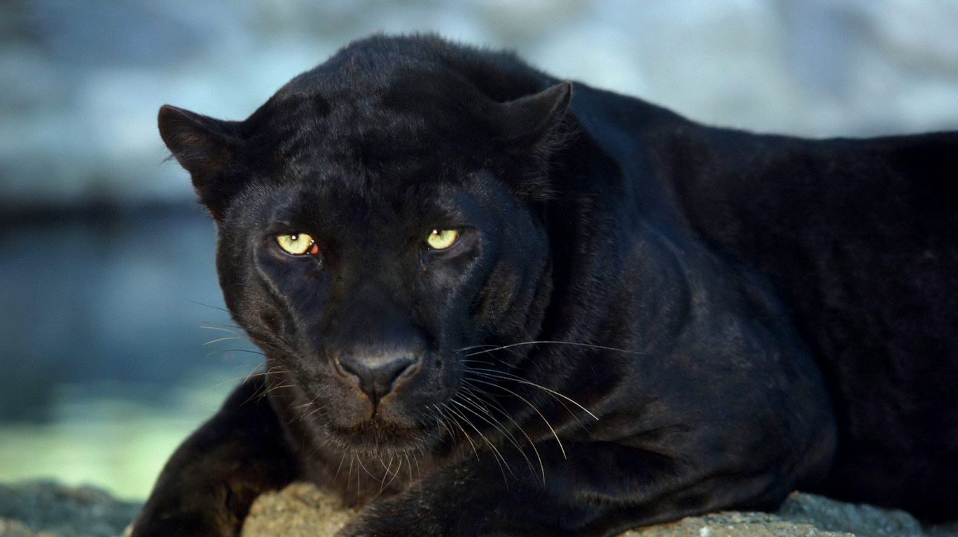 schwarzer jaguar hd wallpaper,landtier,felidae,puma,große katzen,tierwelt