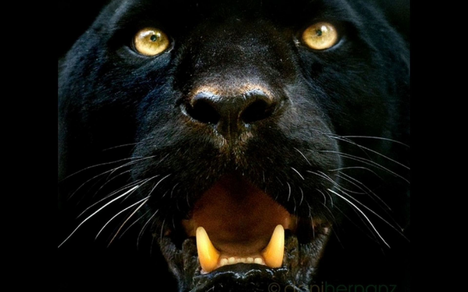 黒ジャガーのhdの壁紙,黒,ネコ科,ひげ,黒猫,鼻