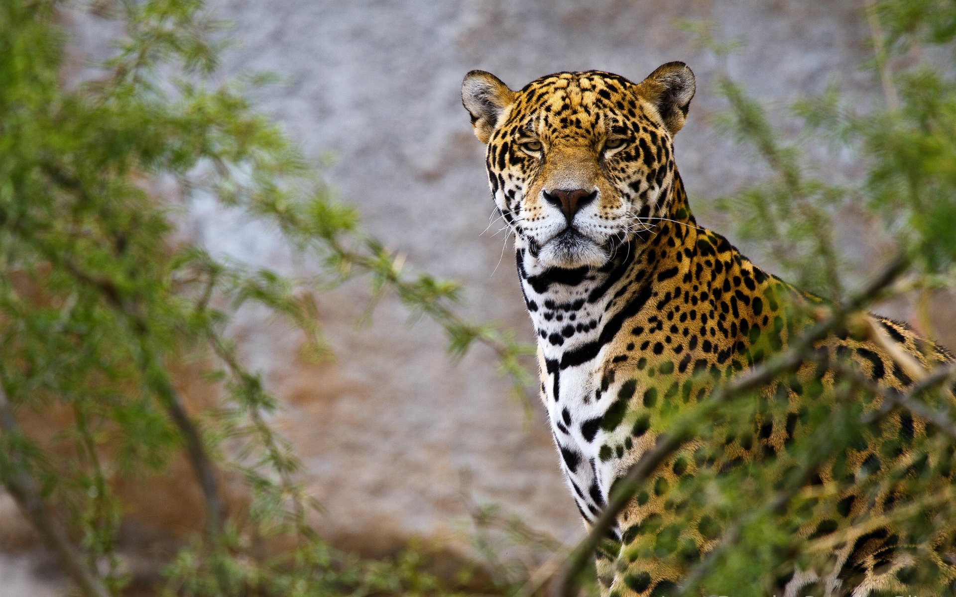jaguar animal fonds d'écran hd 1080p,animal terrestre,faune,jaguar,félidés,moustaches