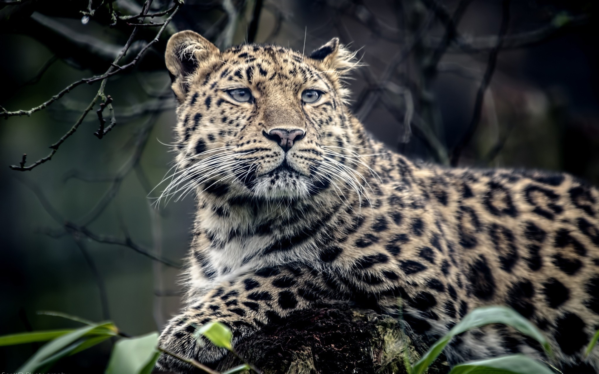 jaguar animal fonds d'écran hd 1080p,animal terrestre,faune,léopard,félidés,jaguar