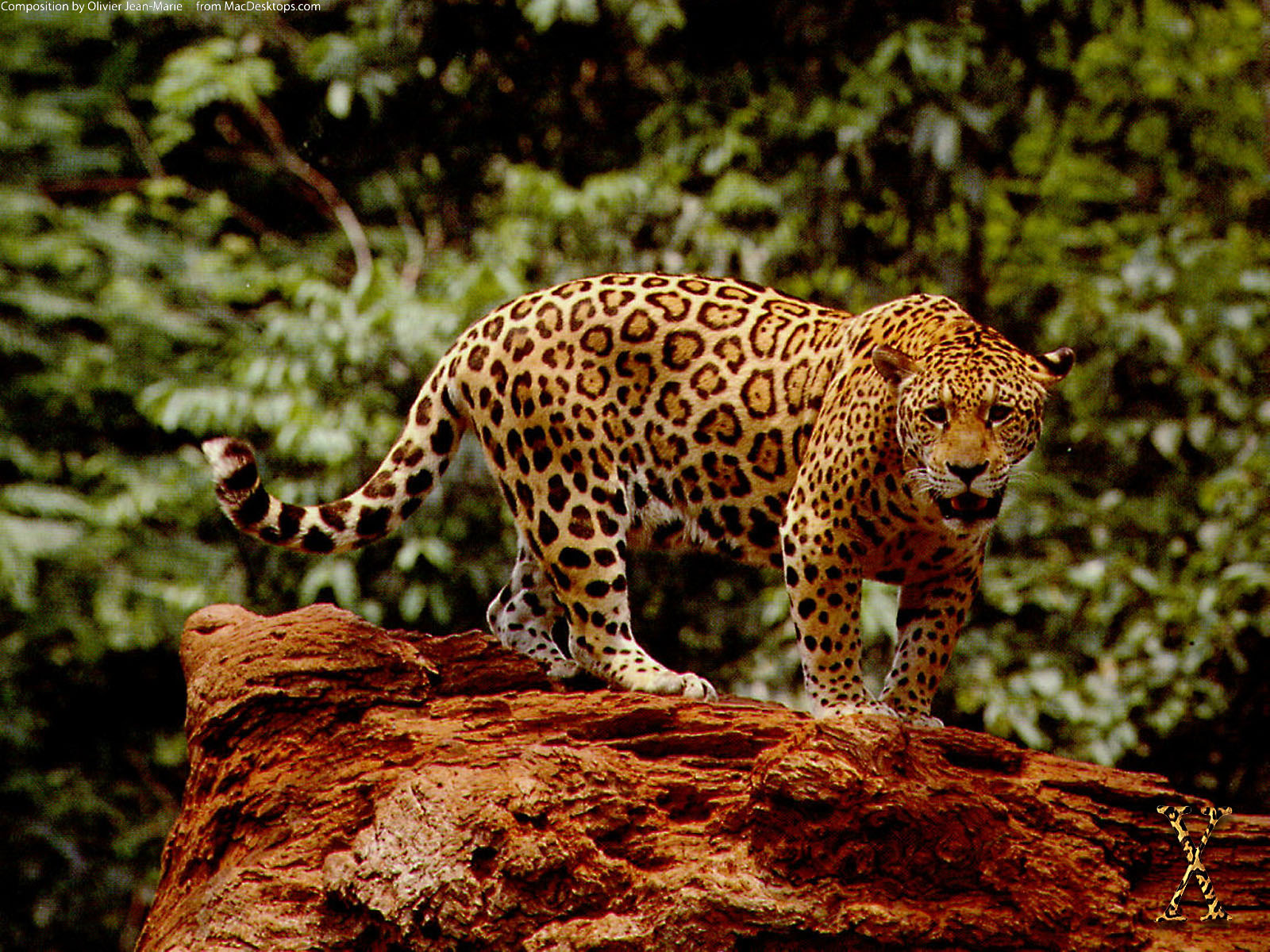 ジャガー動物hd壁紙1080p,陸生動物,野生動物,ジャガー,ネコ科,ヒョウ