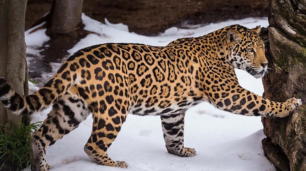 jaguar animal hd wallpapers 1080p,terrestrial animal,mammal,vertebrate,wildlife,leopard