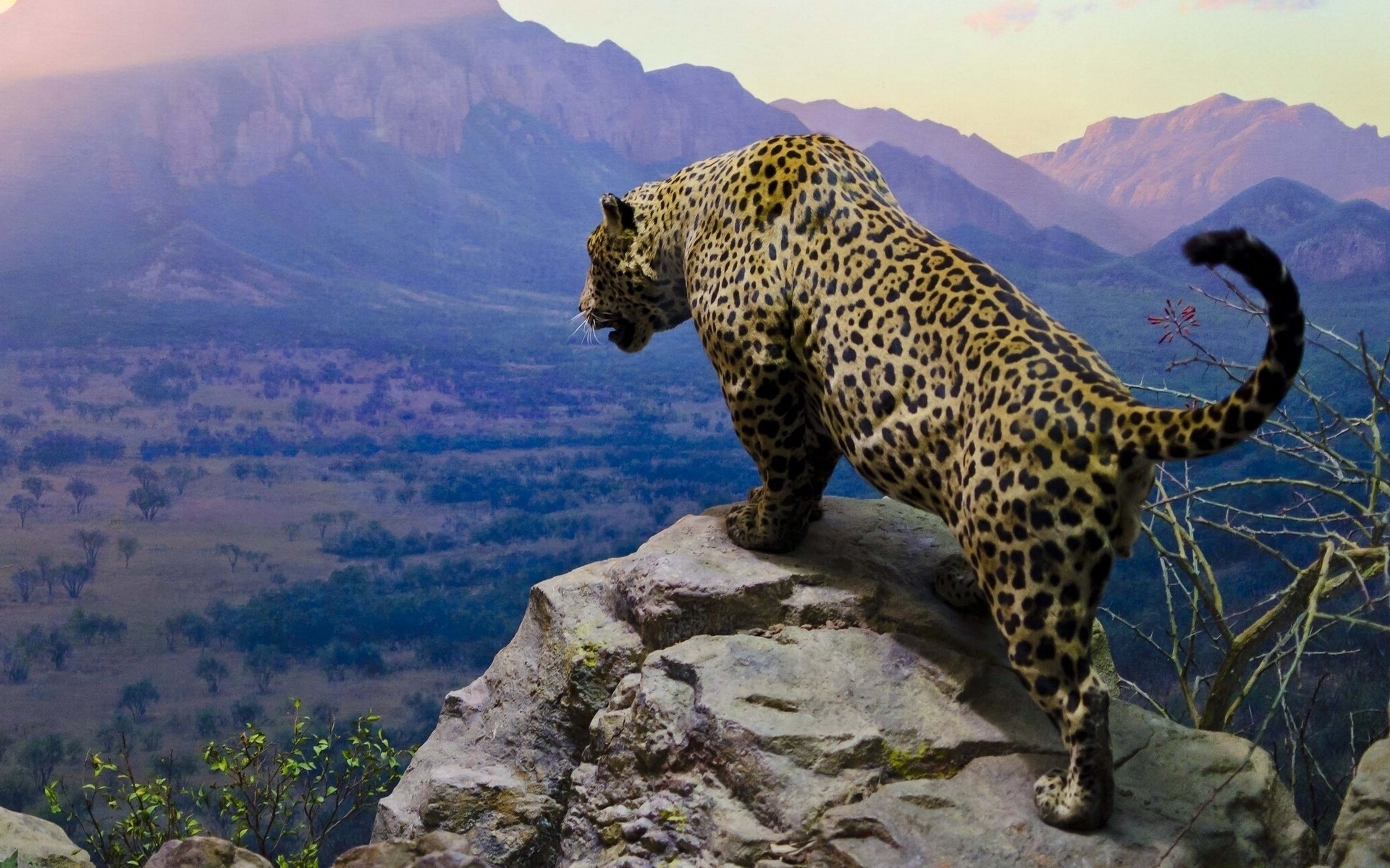 jaguar tier hd wallpaper 1080p,landtier,leopard,tierwelt,felidae,afrikanischer leopard