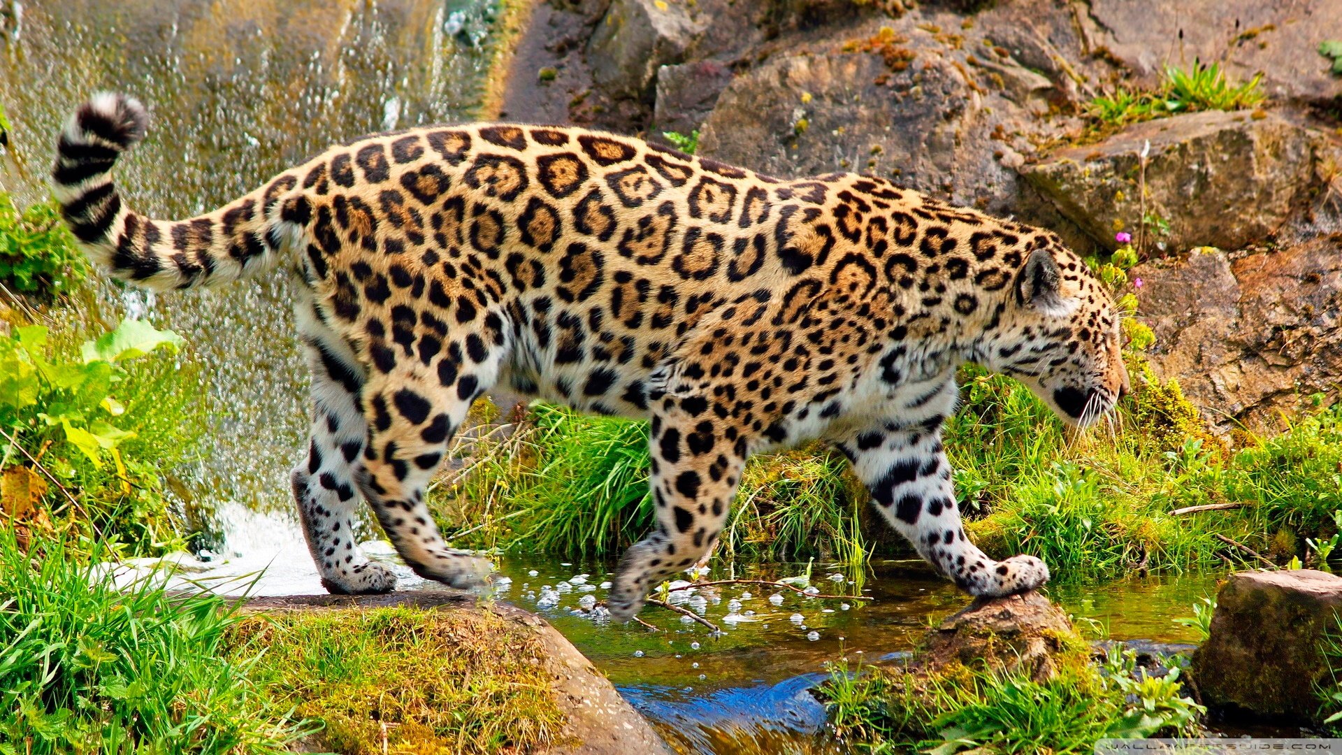 jaguar animal fonds d'écran hd 1080p,animal terrestre,faune,jaguar,léopard,félidés