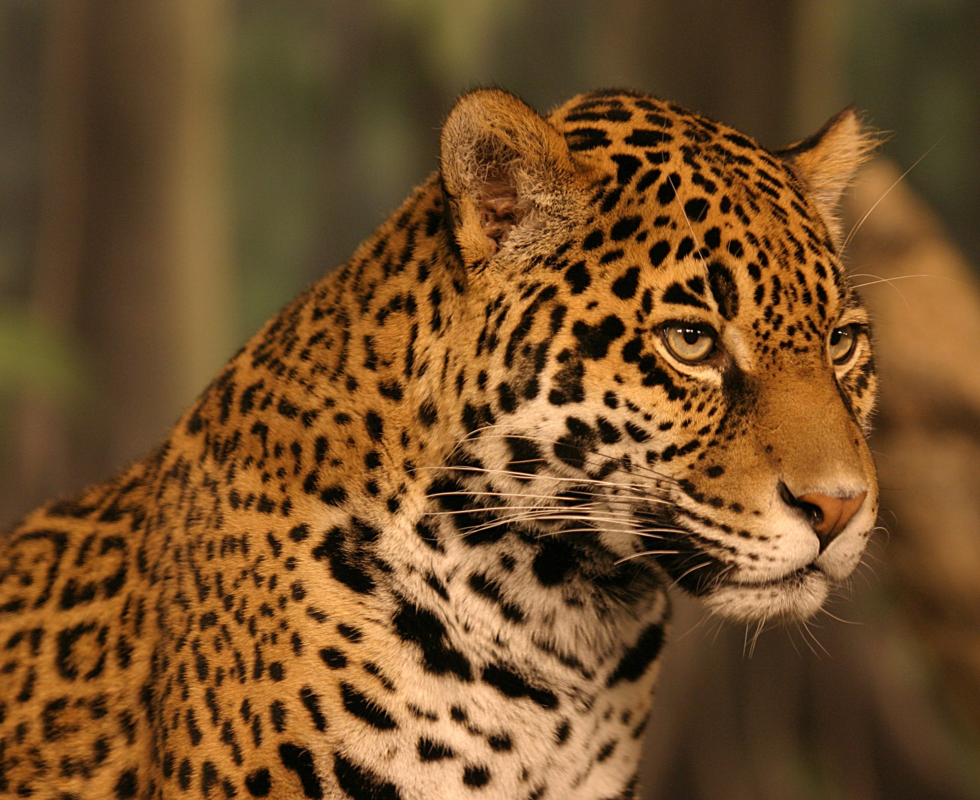 jaguar animal fondos de pantalla hd 1080p,animal terrestre,fauna silvestre,jaguar,leopardo,bigotes