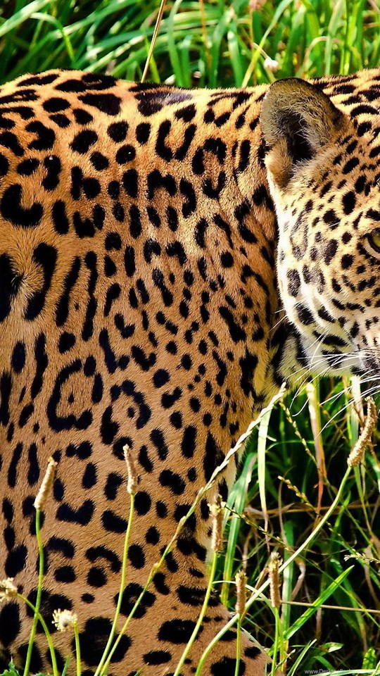 jaguar animal hd wallpapers 1080p,terrestrial animal,vertebrate,wildlife,jaguar,mammal