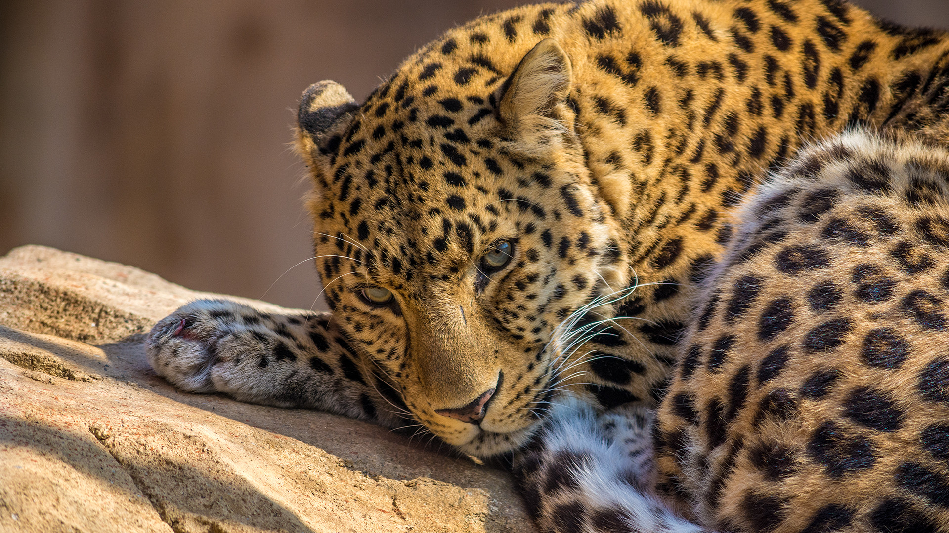 jaguar animal hd wallpapers 1080p,animale terrestre,natura,leopardo,giaguaro,felidae