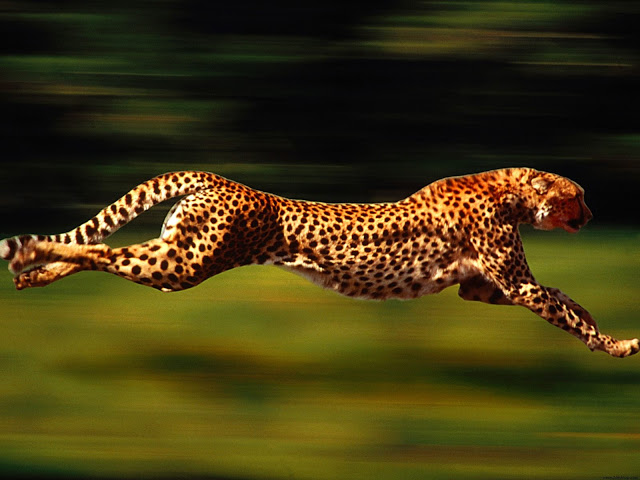 jaguar animal hd wallpapers 1080p,ghepardo,animale terrestre,natura,felidae,leopardo