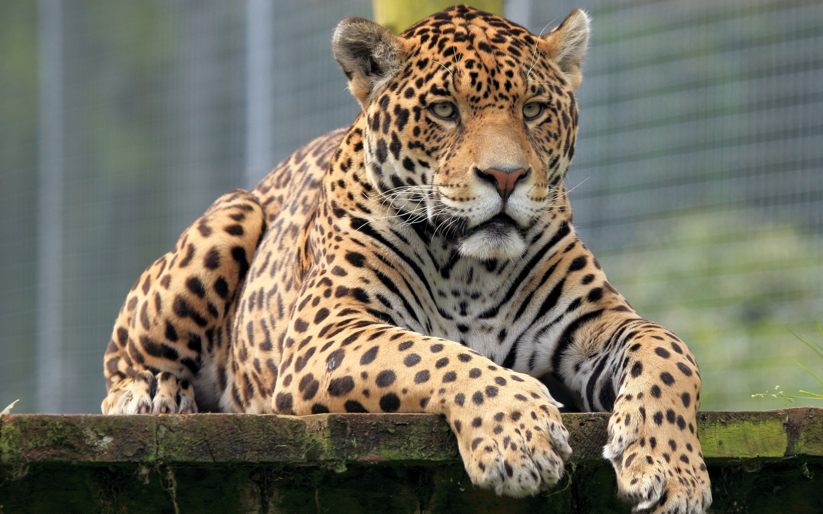 jaguar animal fonds d'écran hd,animal terrestre,faune,jaguar,félidés,moustaches