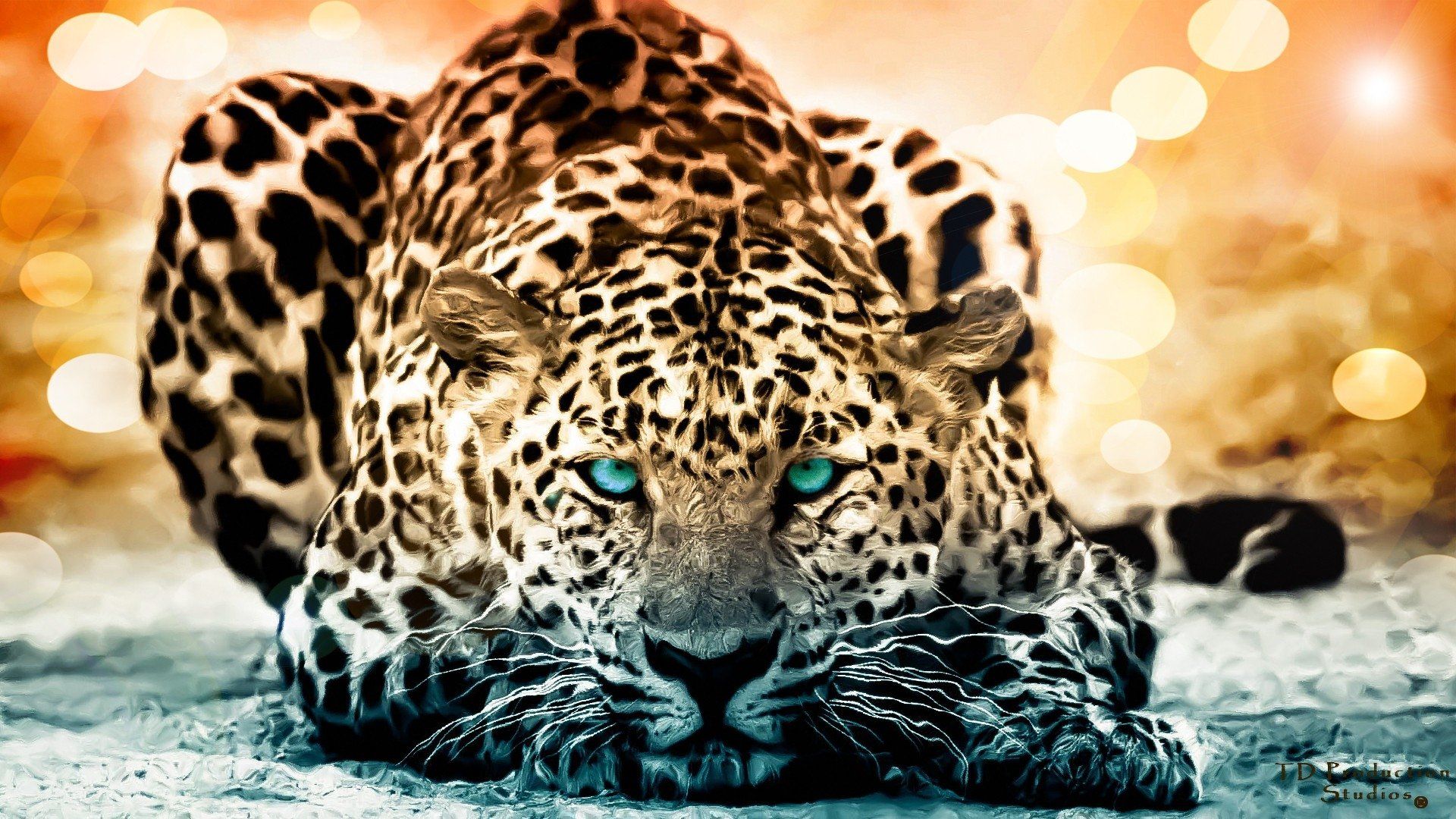 jaguar animali sfondi hd,animale terrestre,natura,giaguaro,leopardo,felidae