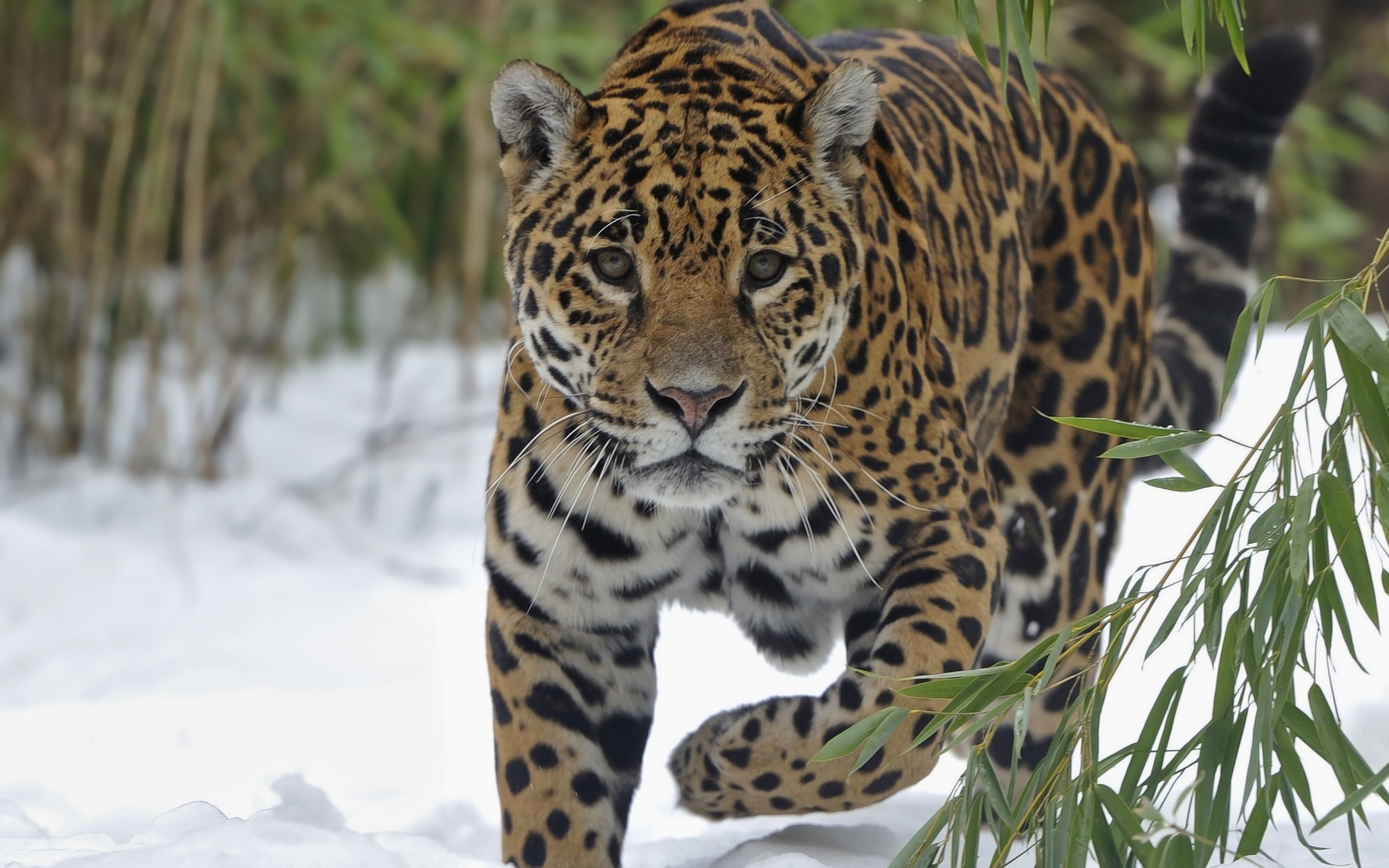 ジャガー動物hd壁紙,陸生動物,野生動物,ジャガー,ネコ科,ヒョウ