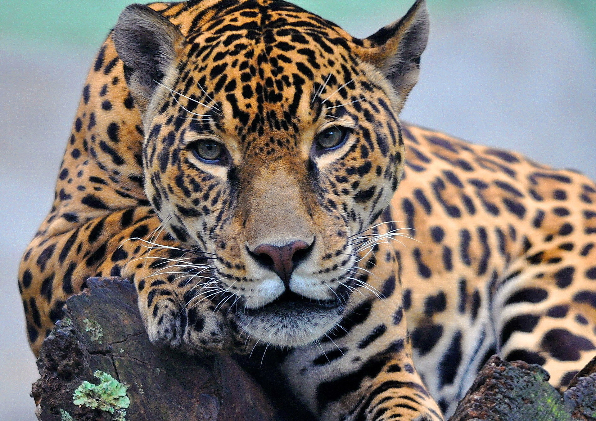 jaguar tier hd wallpaper,landtier,tierwelt,jaguar,leopard,schnurrhaare
