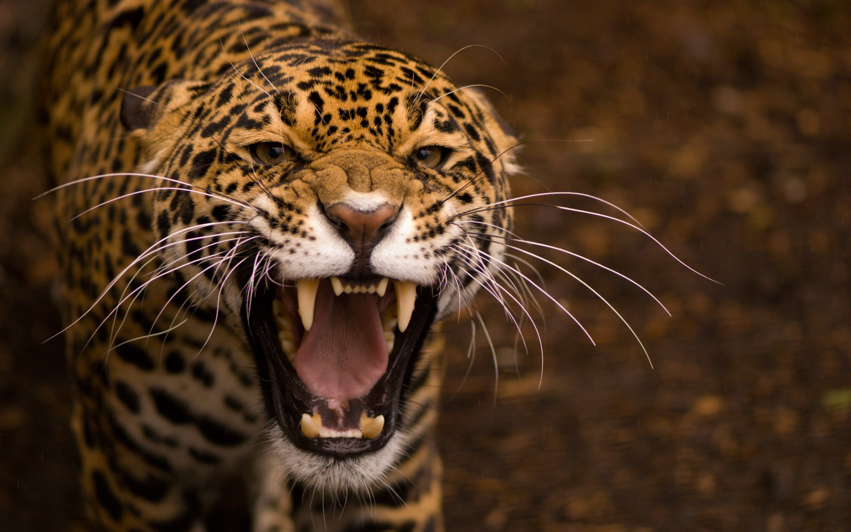 ジャガー動物hd壁紙,陸生動物,野生動物,ひげ,ジャガー,ネコ科