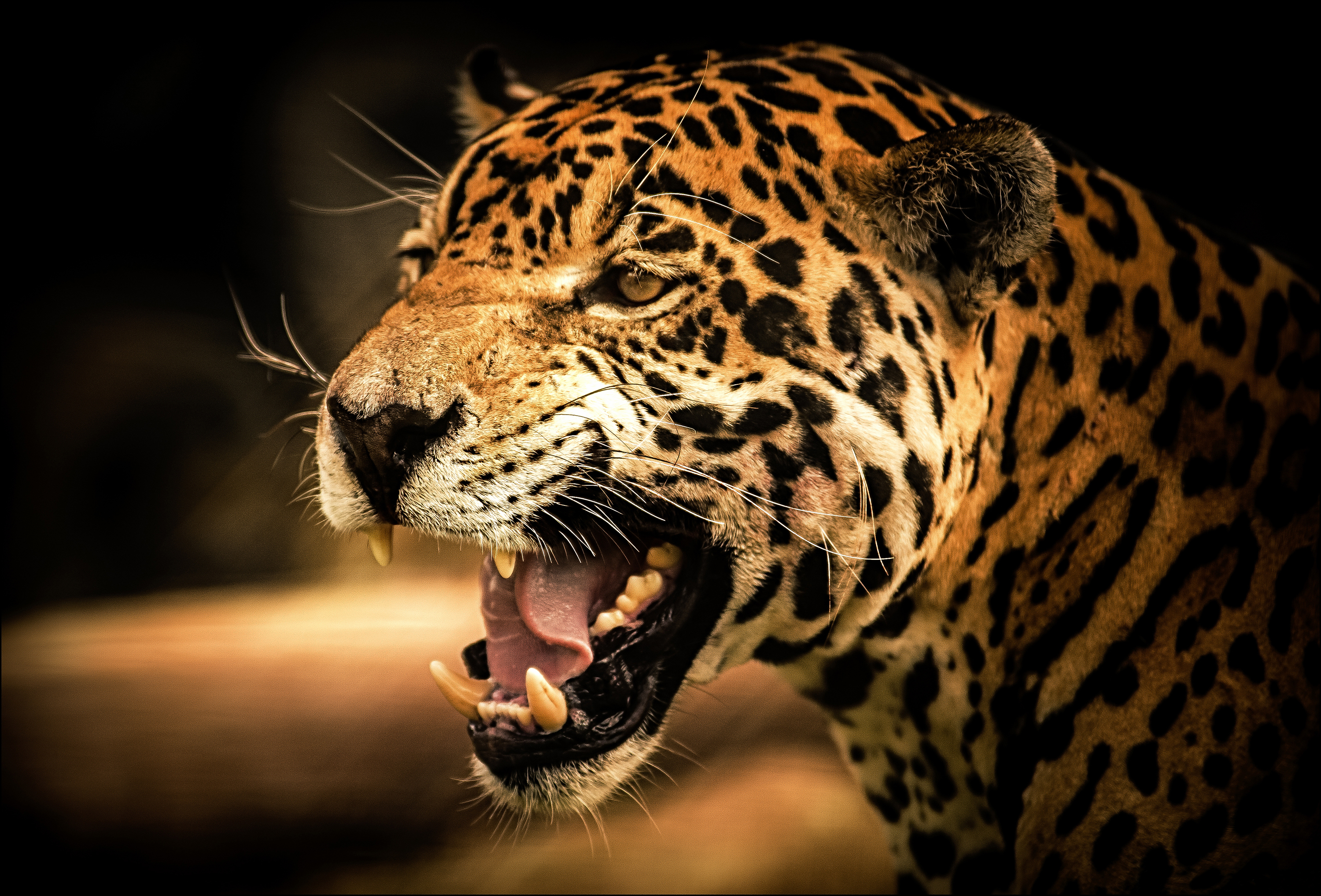jaguar animal hd wallpapers,terrestrial animal,wildlife,vertebrate,jaguar,mammal