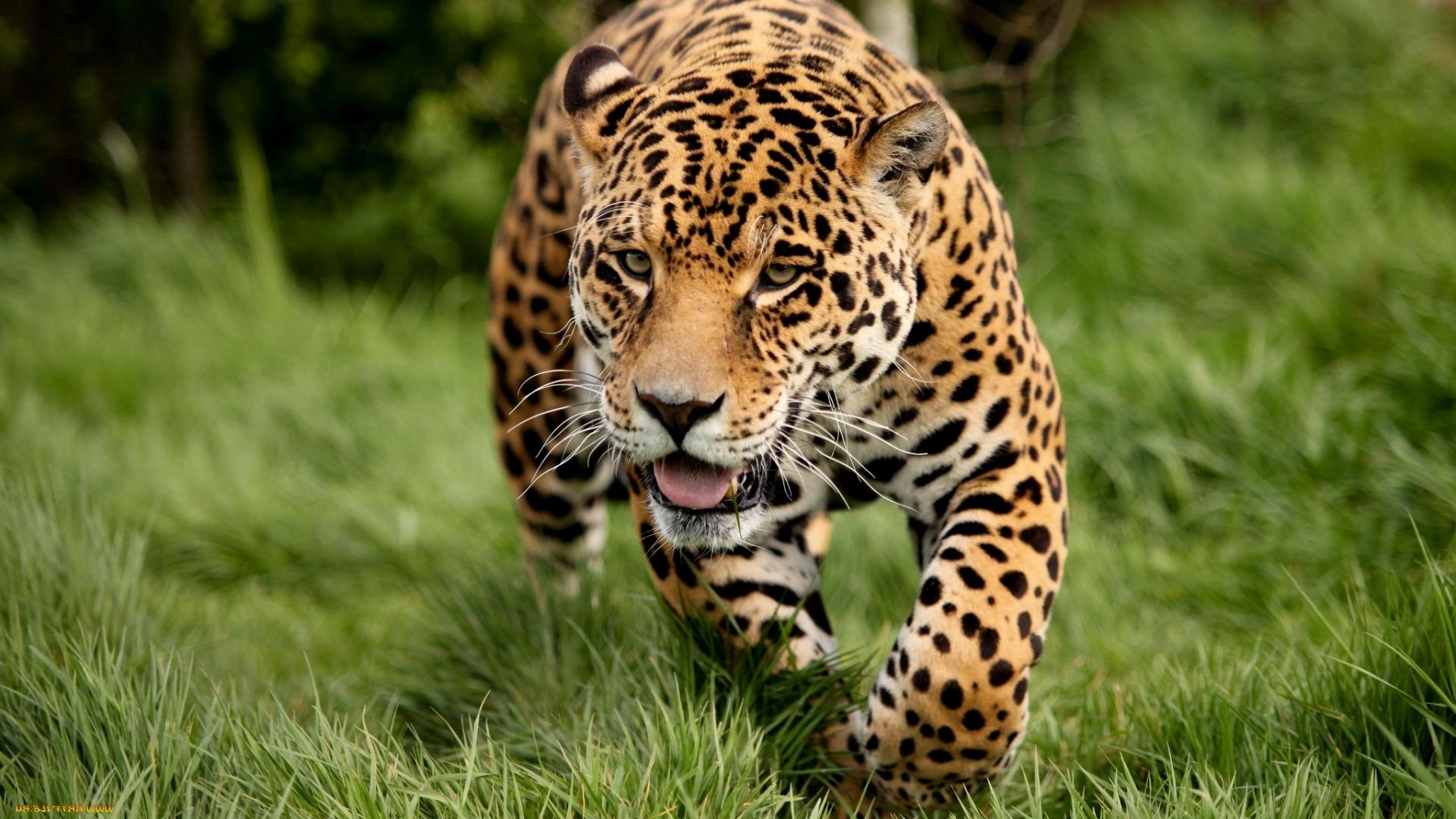 jaguar animal fonds d'écran hd,animal terrestre,faune,jaguar,félidés,moustaches