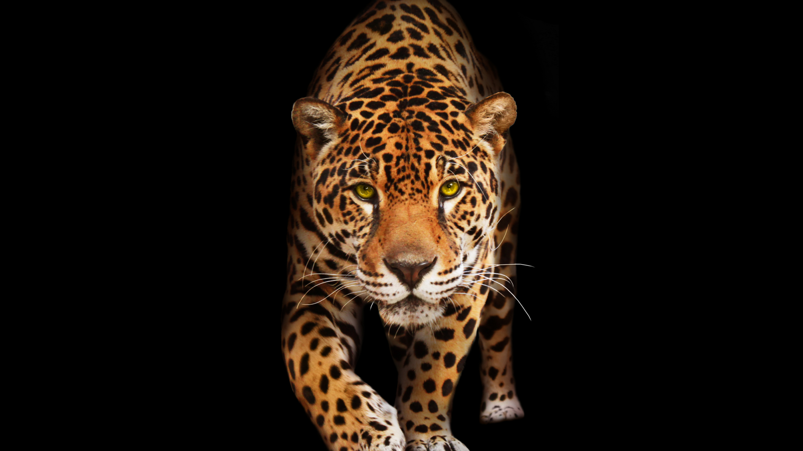 jaguar tier hd wallpaper,landtier,tierwelt,jaguar,schnurrhaare,felidae