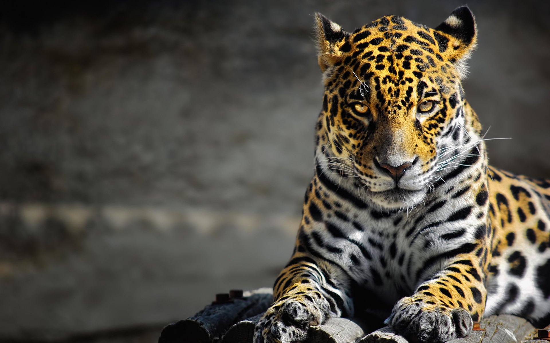 ジャガー動物hd壁紙,陸生動物,野生動物,ジャガー,ネコ科,ひげ