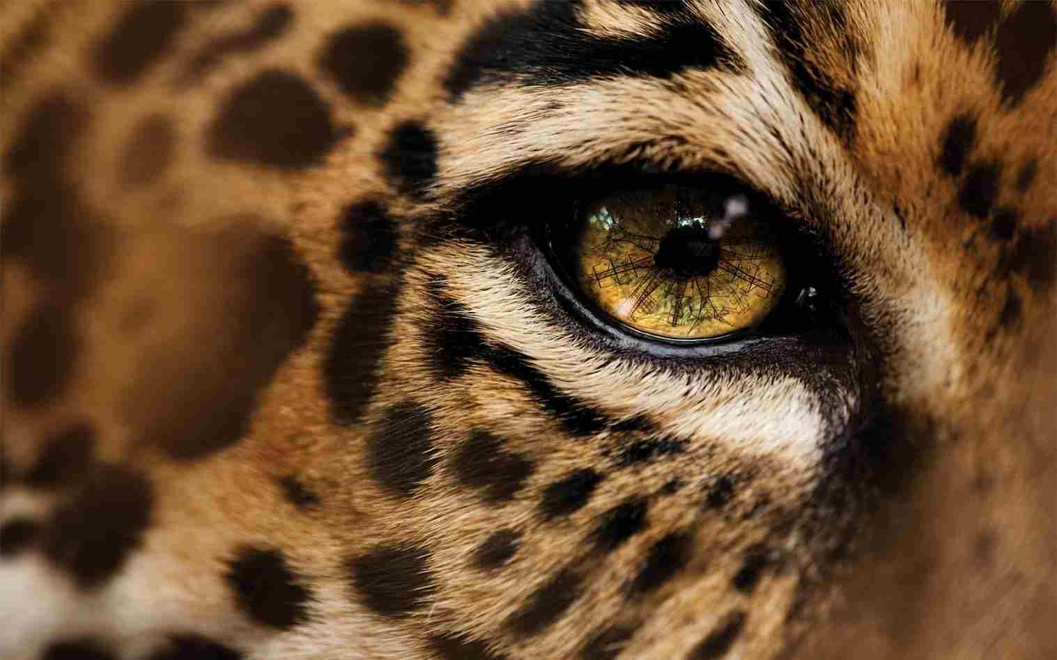 jaguar animal fonds d'écran hd,animal terrestre,faune,félidés,moustaches,jaguar
