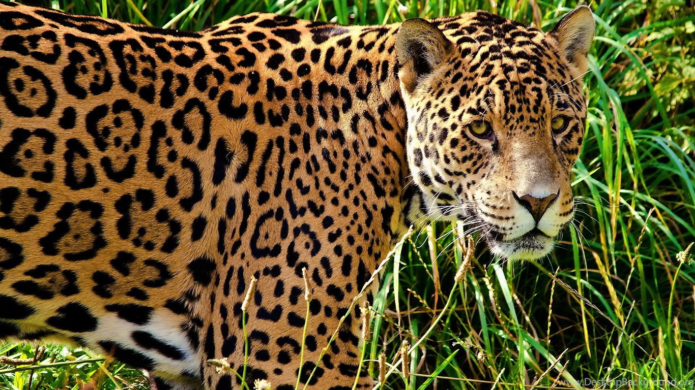 jaguar fonds d'écran hd 1080p,animal terrestre,faune,jaguar,félidés,léopard