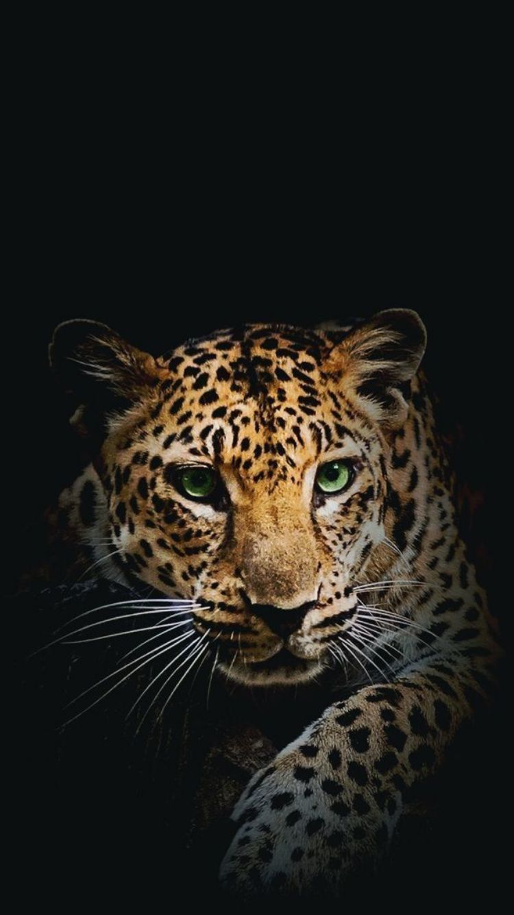 sfondo di jaguar per iphone,animale terrestre,natura,leopardo,felidae,barba
