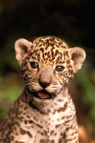 jaguar iphone wallpaper,terrestrial animal,mammal,vertebrate,wildlife,leopard