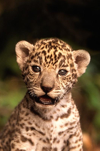 ジャガーiphoneの壁紙,陸生動物,野生動物,ヒョウ,ネコ科,ひげ