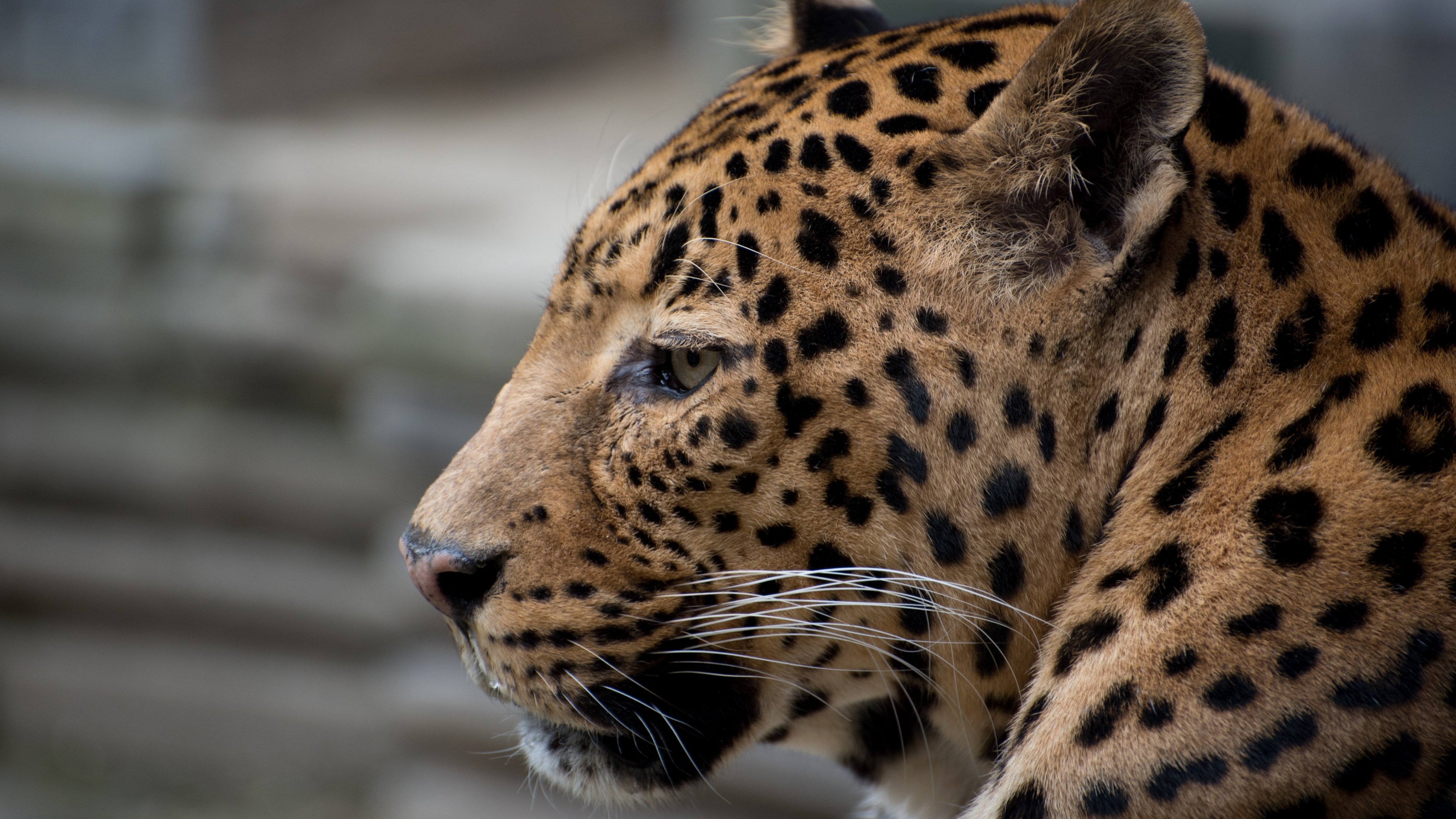 sfondo di jaguar per iphone,animale terrestre,natura,leopardo,giaguaro,barba