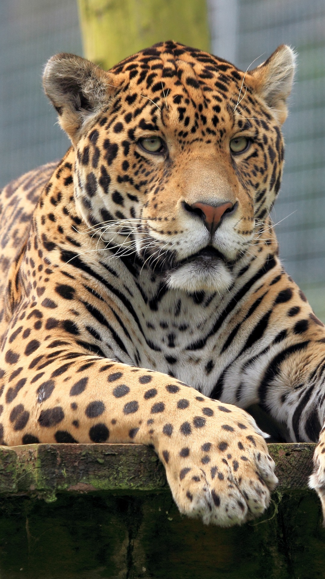 fond d'écran iphone jaguar,animal terrestre,faune,jaguar,léopard,félidés