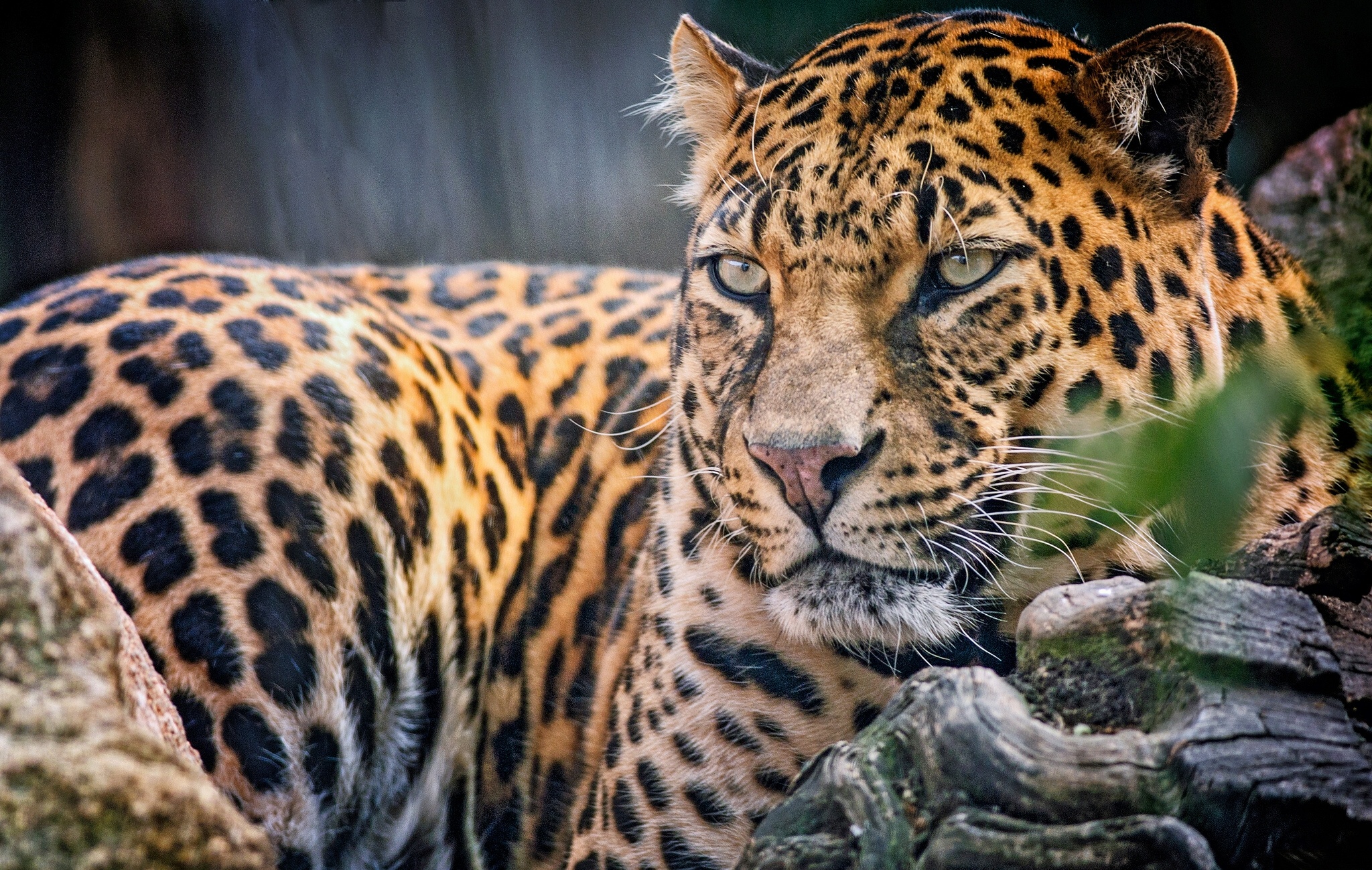 fond d'écran iphone jaguar,animal terrestre,faune,jaguar,félidés,léopard