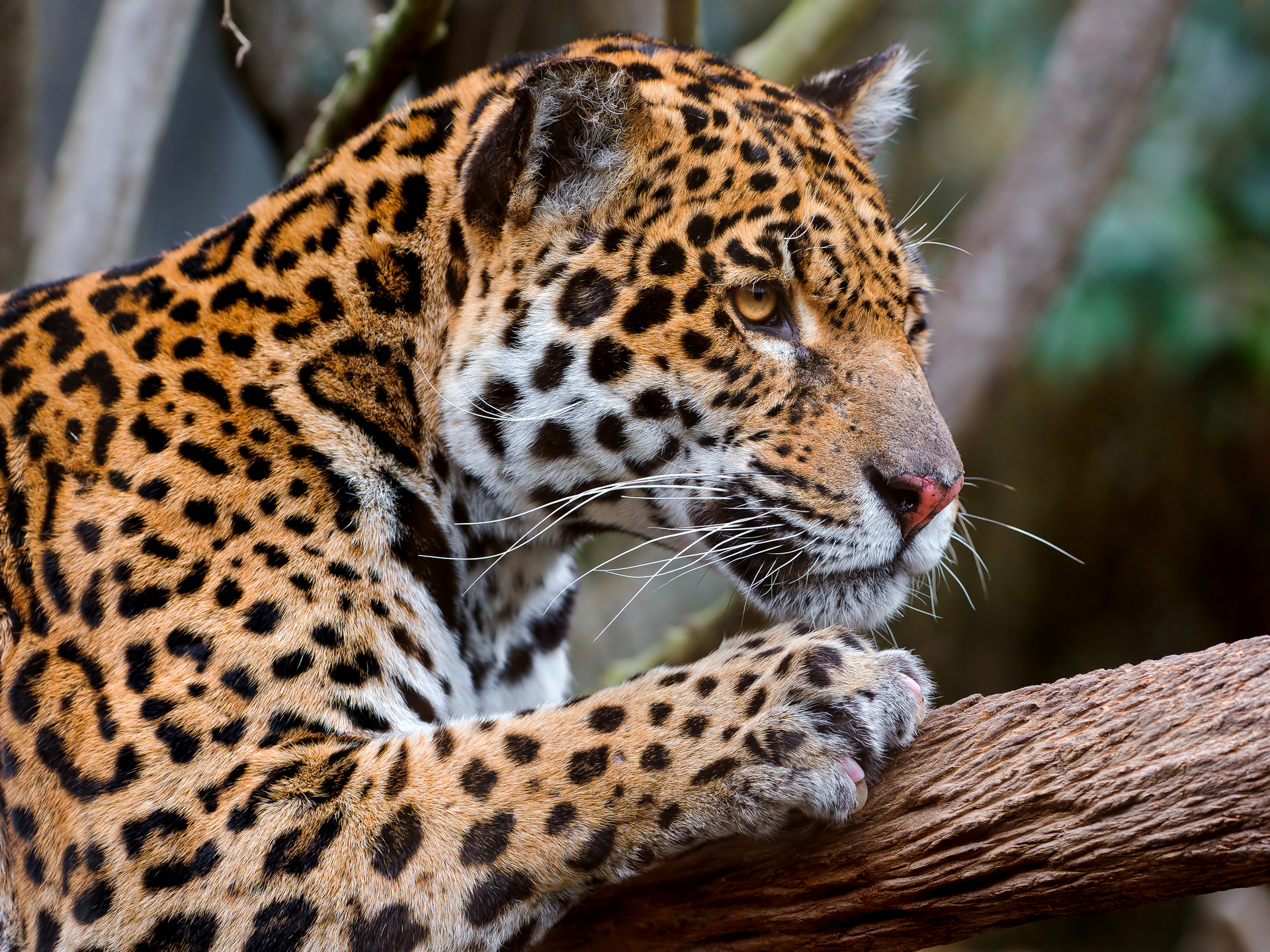 papier peint animal jaguar,animal terrestre,faune,jaguar,léopard,félidés