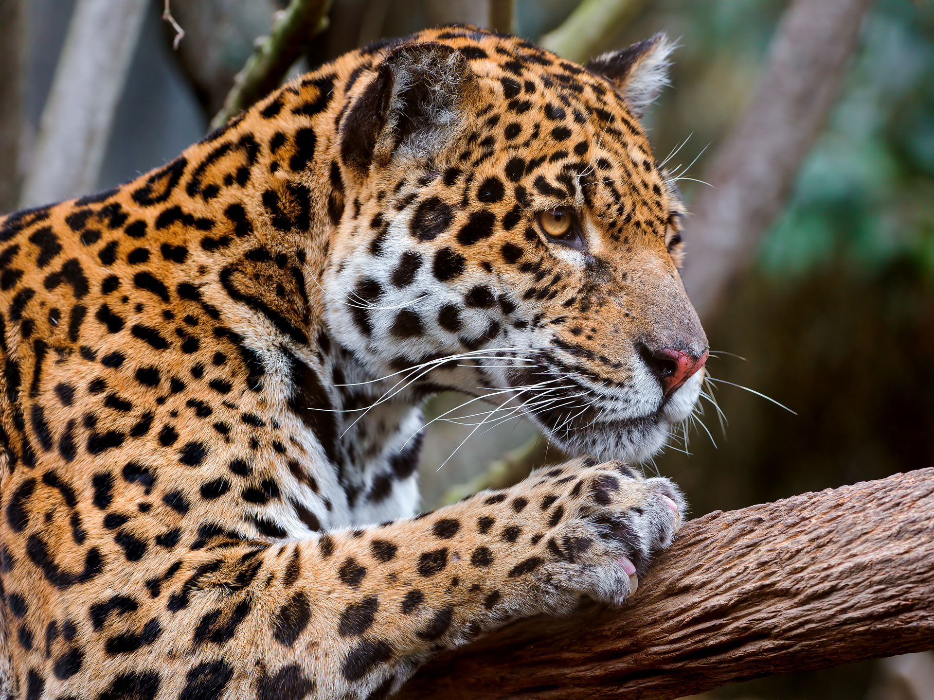 ジャガー動物壁紙,陸生動物,野生動物,ジャガー,ヒョウ,ネコ科