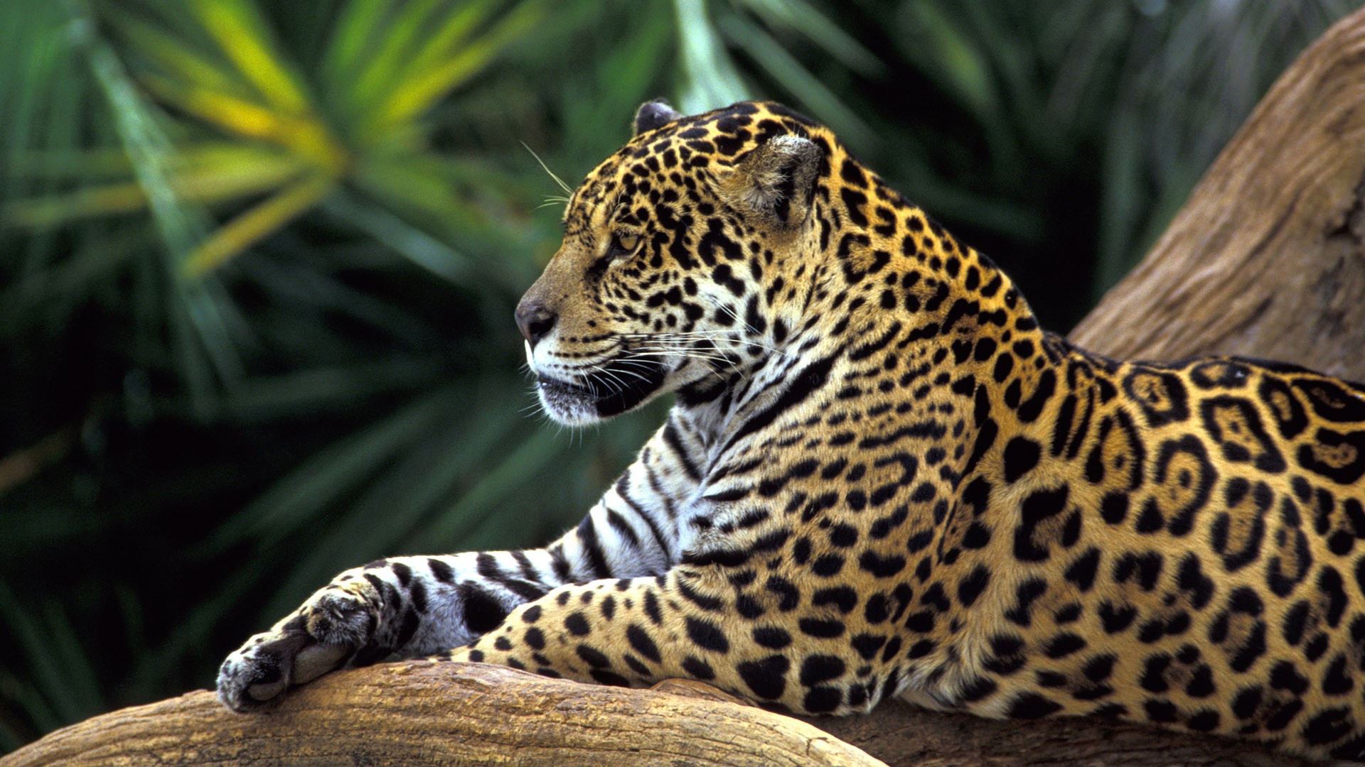 jaguar animal wallpaper,terrestrial animal,mammal,wildlife,vertebrate,jaguar