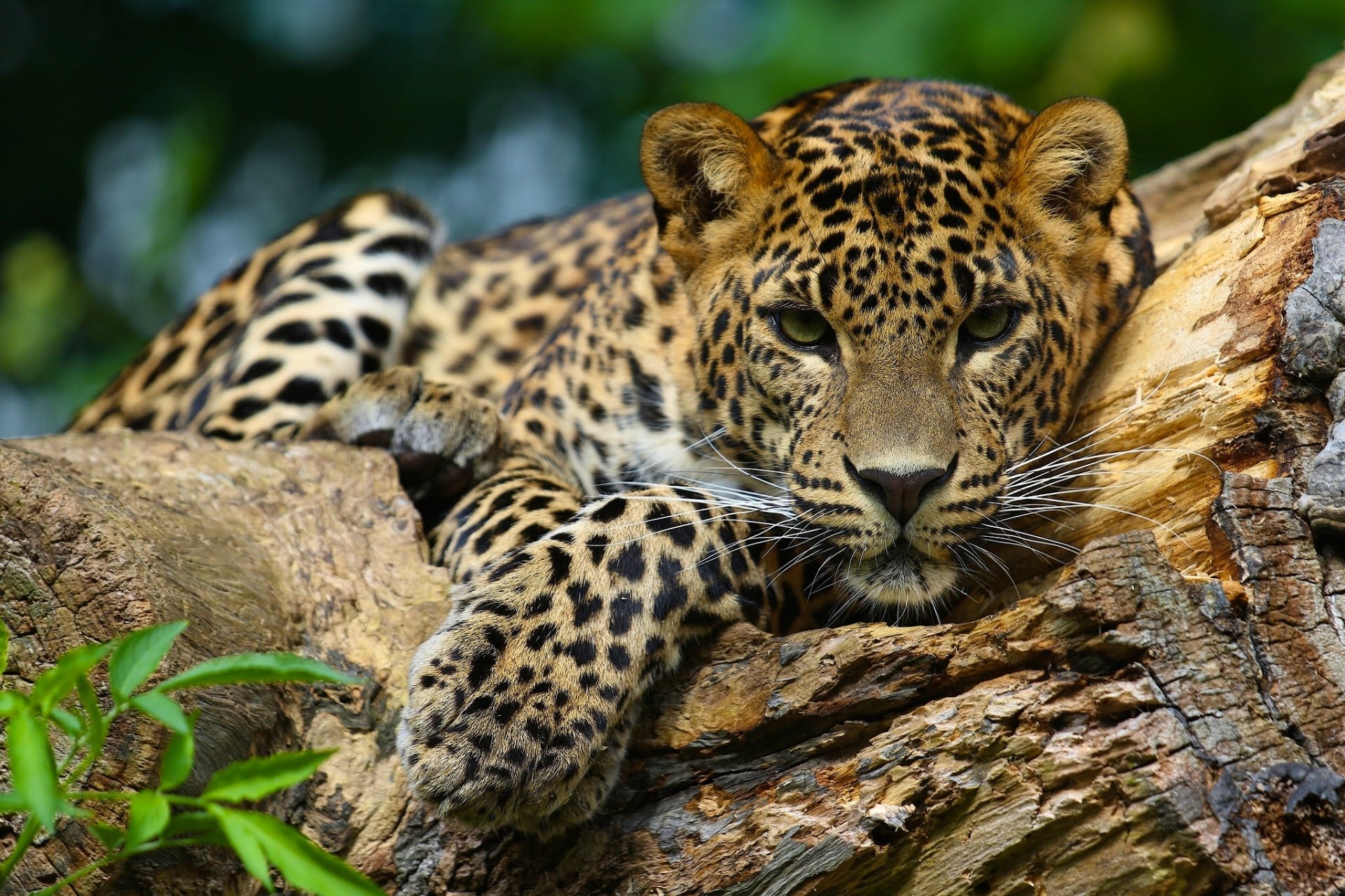 papier peint animal jaguar,animal terrestre,faune,léopard,jaguar,félidés