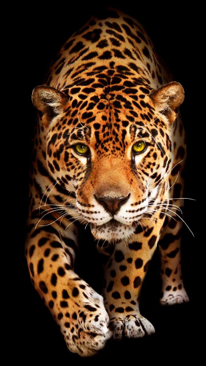 carta da parati animale jaguar,animale terrestre,natura,giaguaro,felidae,barba
