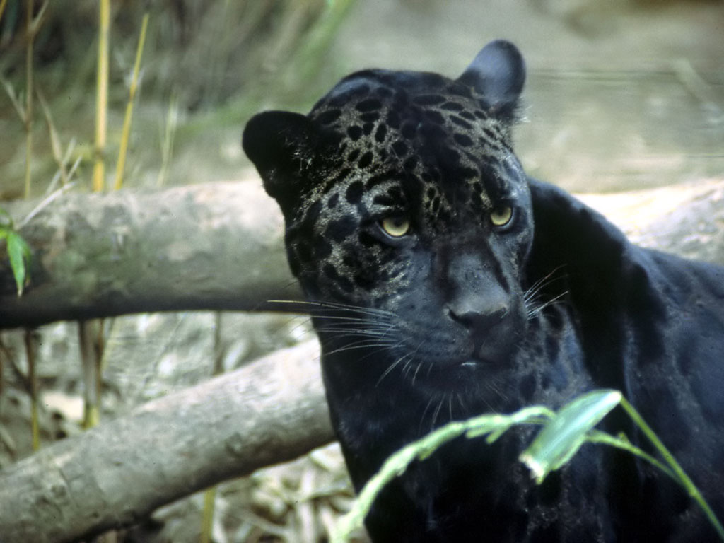 schwarze jaguar tapete,landtier,jaguar,felidae,leopard,große katzen