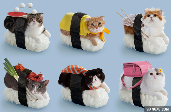 sushi cat wallpaper,hámster,juguete,gato,figura animal,ratón
