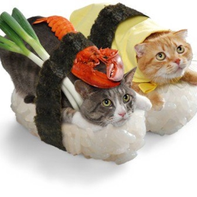 fond d'écran de chat sushi,chat,chats de petite à moyenne taille,félidés,sushi,nourriture de confort