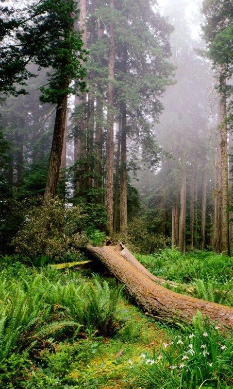 숲 라이브 배경 화면 3d,자연 경관,나무,자연,숲,오래된 성장의 숲
