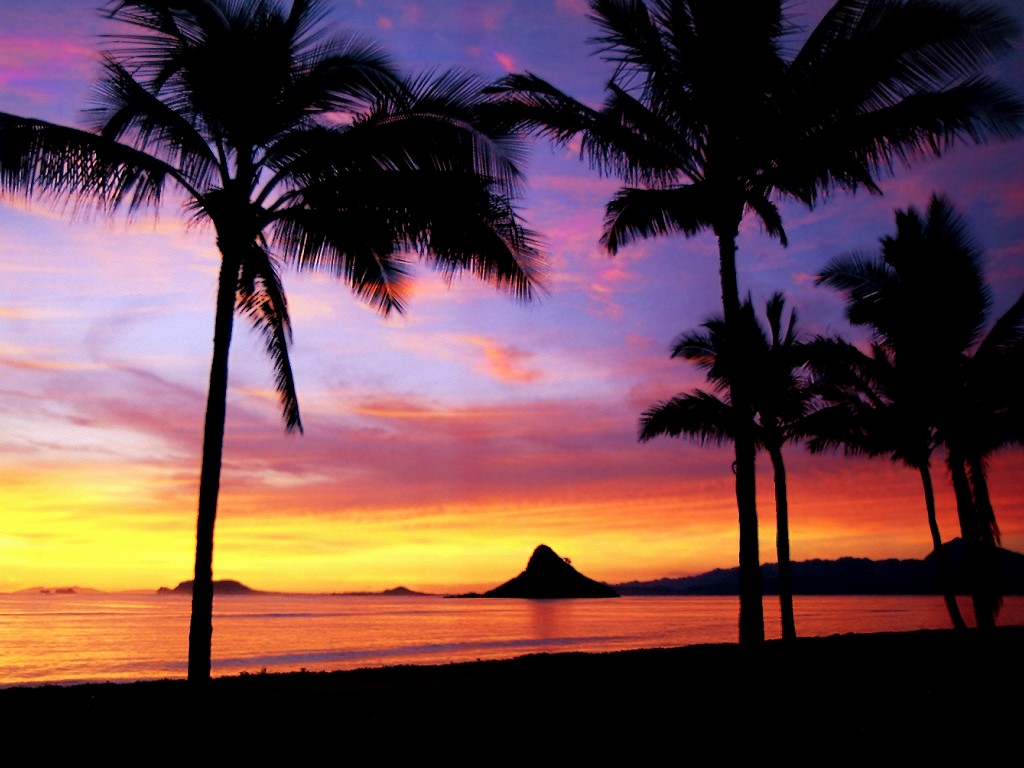 jw fondos de pantalla hd,cielo,árbol,naturaleza,puesta de sol,palmera