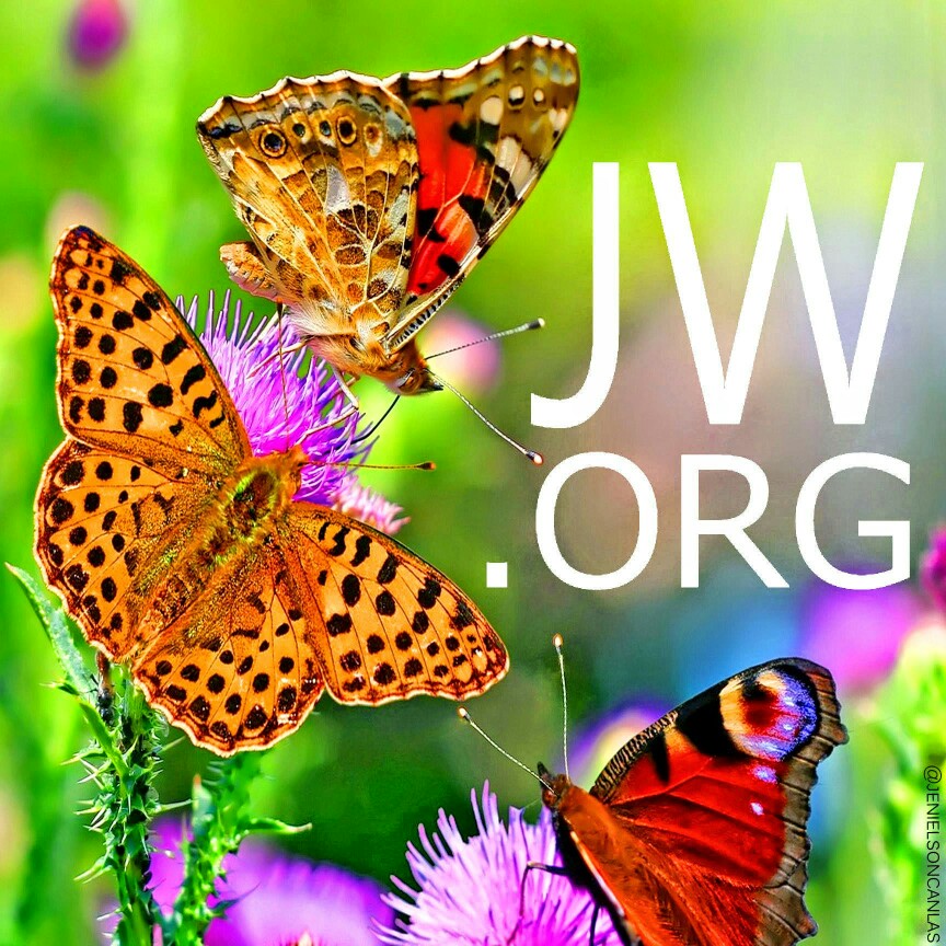 fond d'écran jw hd,papillons et papillons,papillon,sous genre de cynthia,insecte,papillon aux pieds brosse