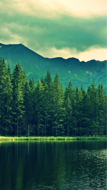 tumblr forest wallpaper,natural landscape,nature,water,green,wilderness