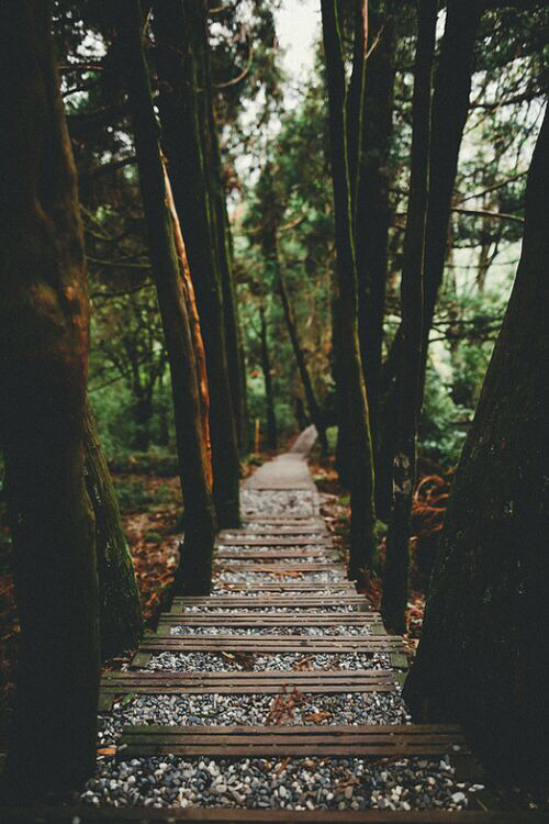 tumblrフォレスト壁紙,自然,木,自然の風景,森林,トレイル