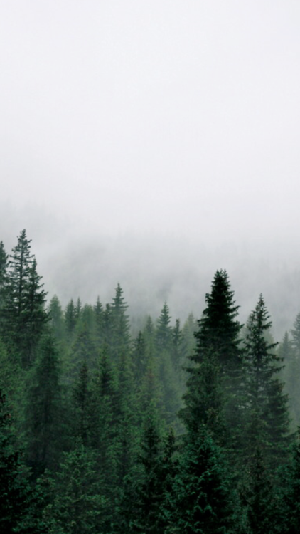 fond d'écran forêt tumblr,épinette noire à feuilles courtes,brouillard,brouillard,arbre,la nature