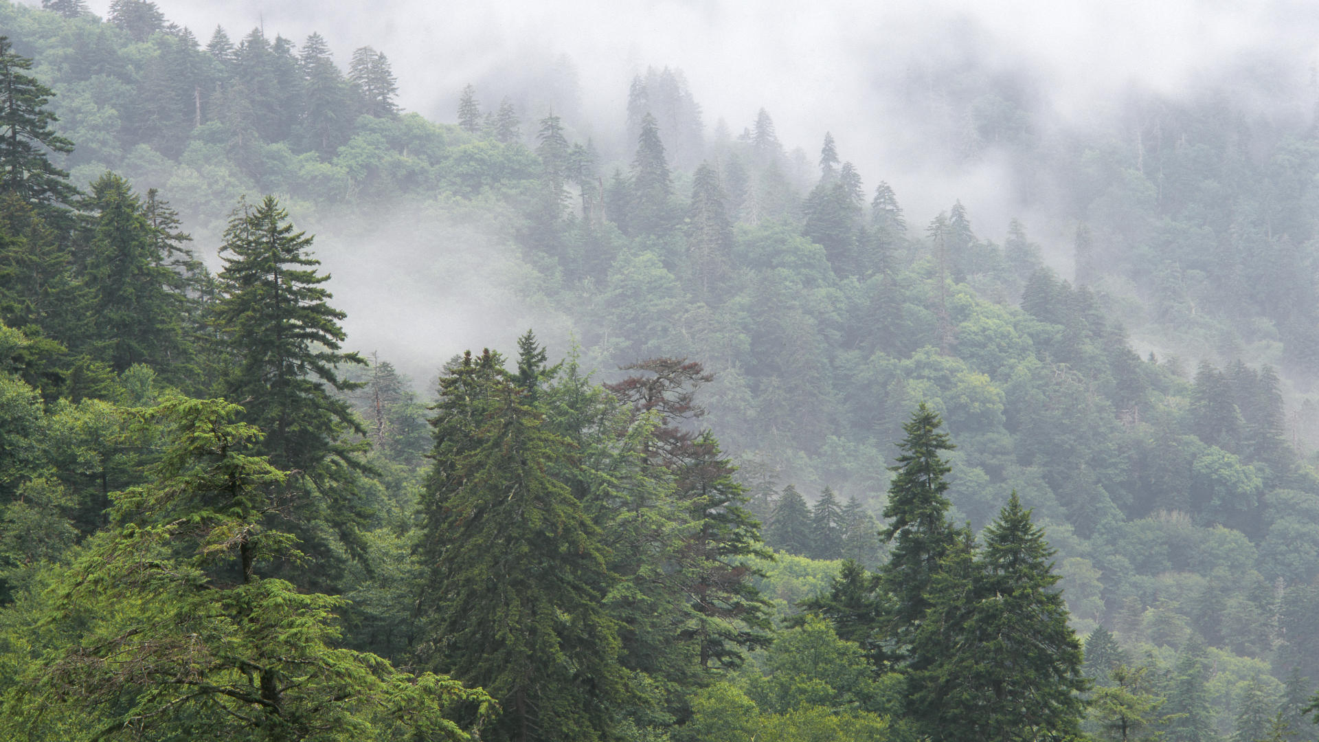 tumblr wald tapete,kurzblättrige schwarzfichte,fichtentannenwald,natur,bergstation,baum