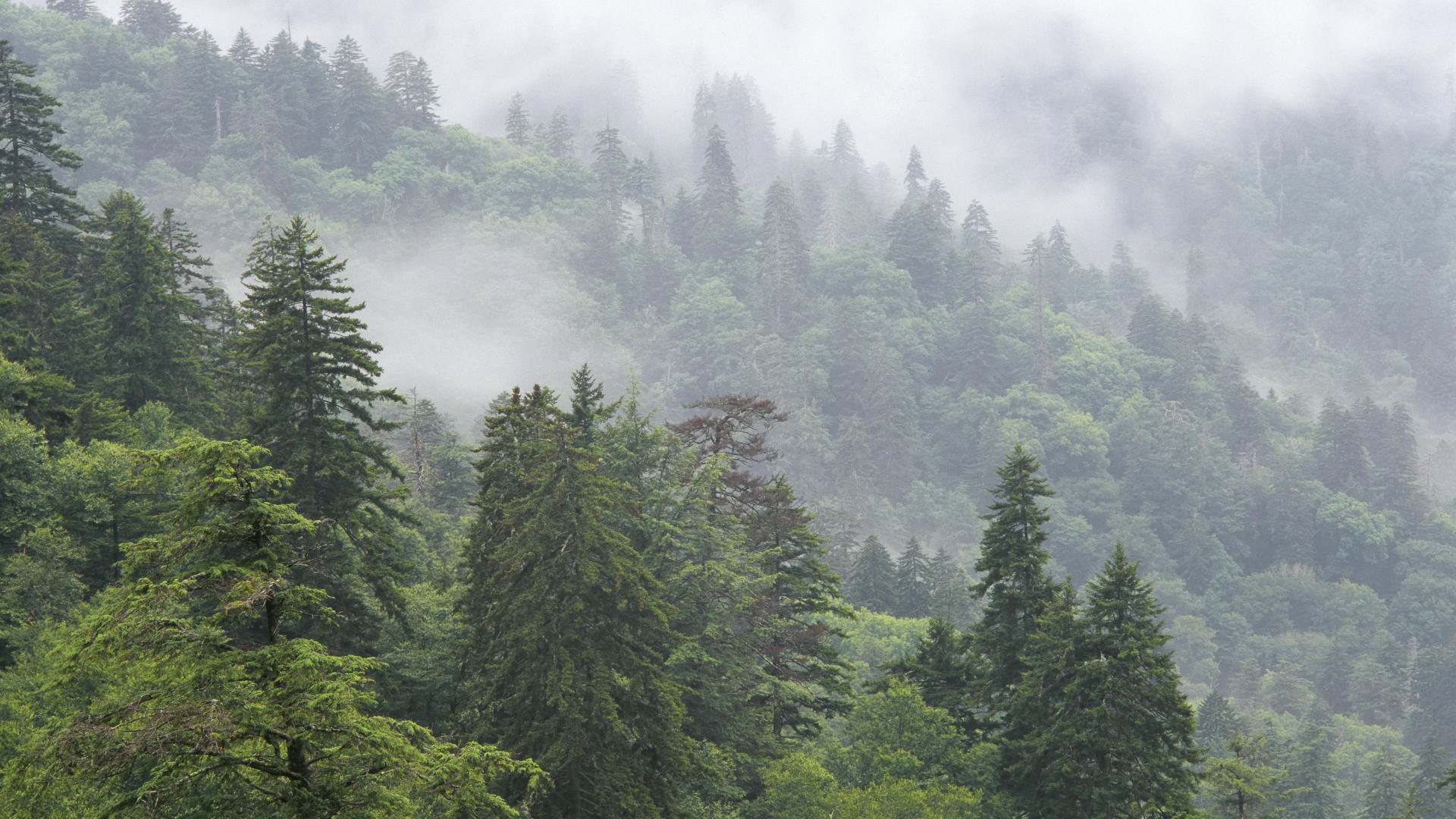 tumblr forest wallpaper,shortleaf black spruce,tropical and subtropical coniferous forests,spruce fir forest,nature,hill station