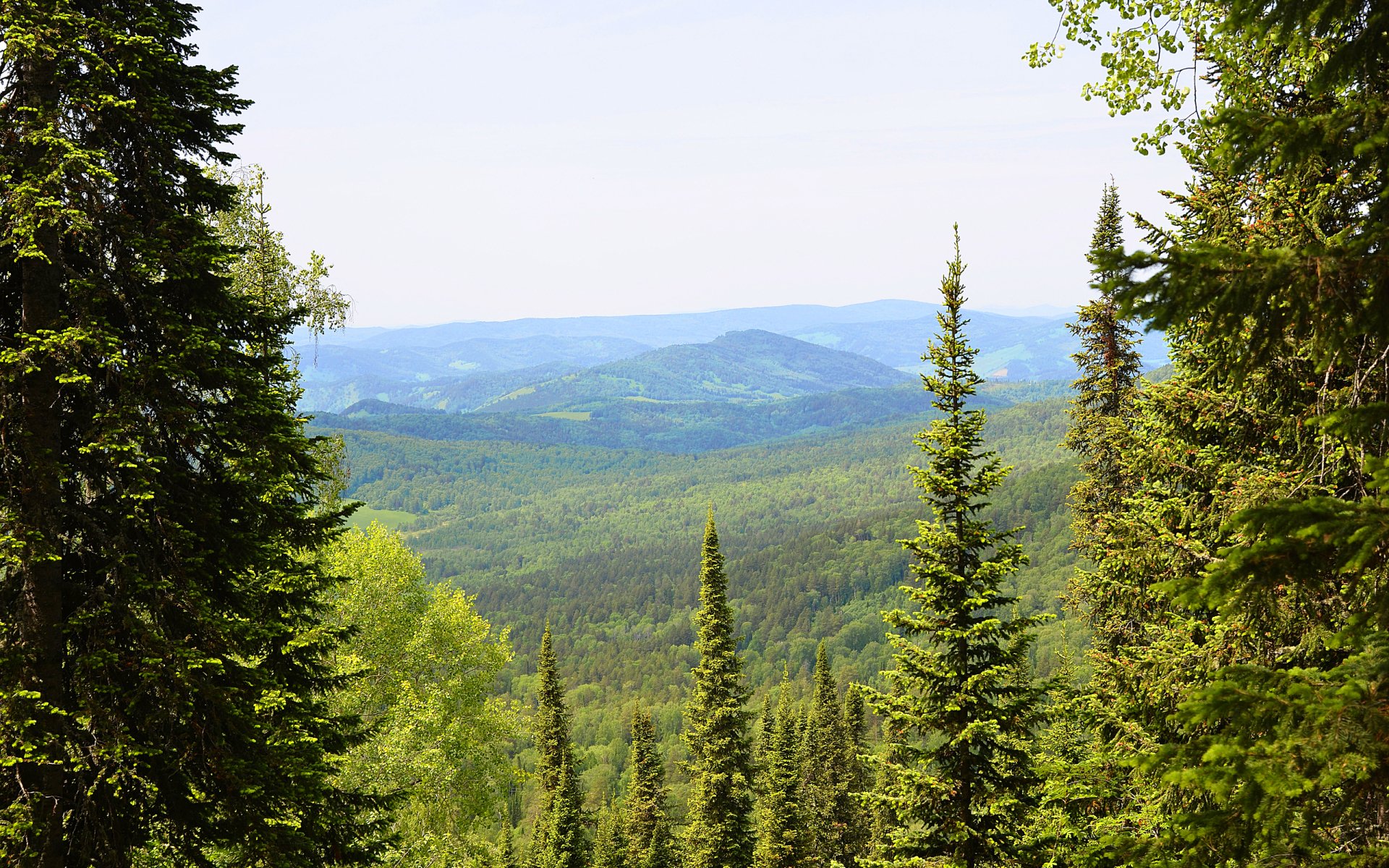 tumblr forest wallpaper,tree,tropical and subtropical coniferous forests,spruce fir forest,nature,mountainous landforms