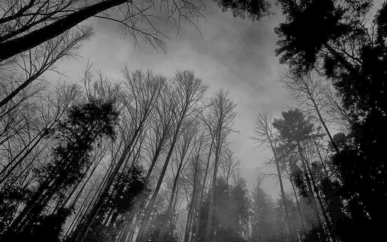 tumblr forest wallpaper,nature,tree,atmospheric phenomenon,sky,monochrome photography