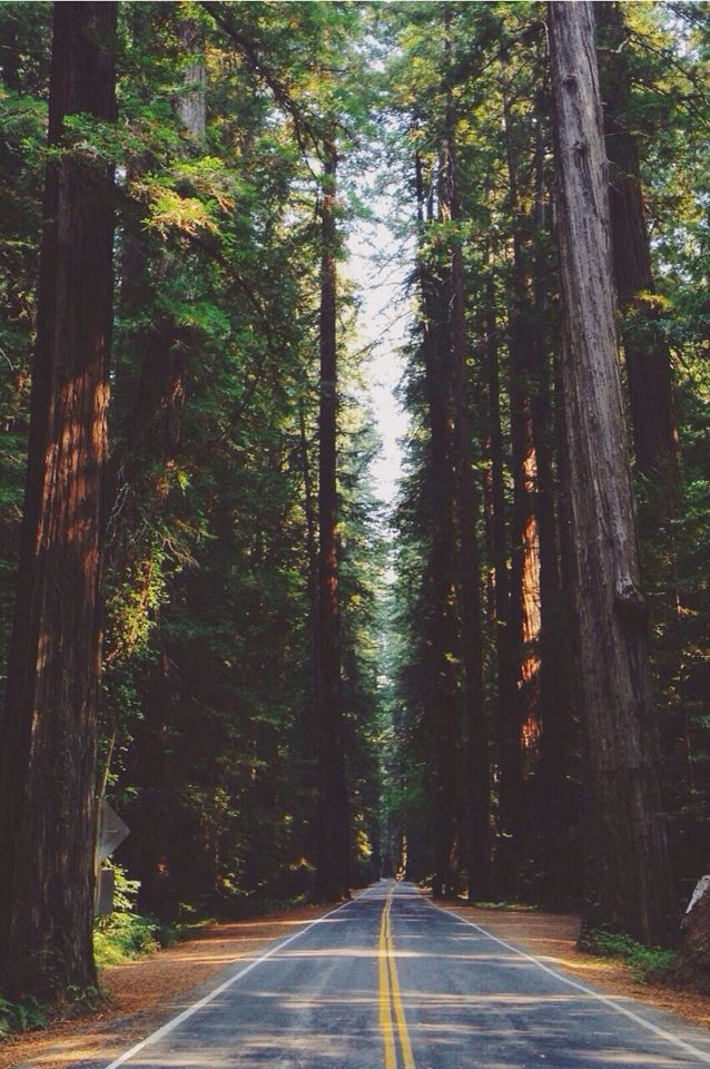 carta da parati foresta di tumblr,grande albero,albero,natura,sequoia,foresta