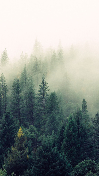 fondos de pantalla de bosque tumblr,abeto negro de hoja corta,niebla,naturaleza,bosque,niebla