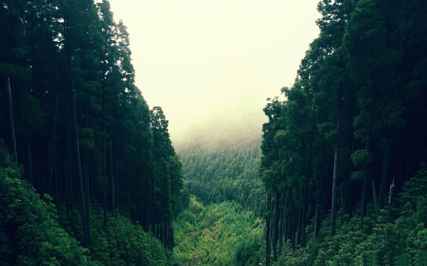tumblr forest wallpaper,green,nature,natural landscape,vegetation,forest